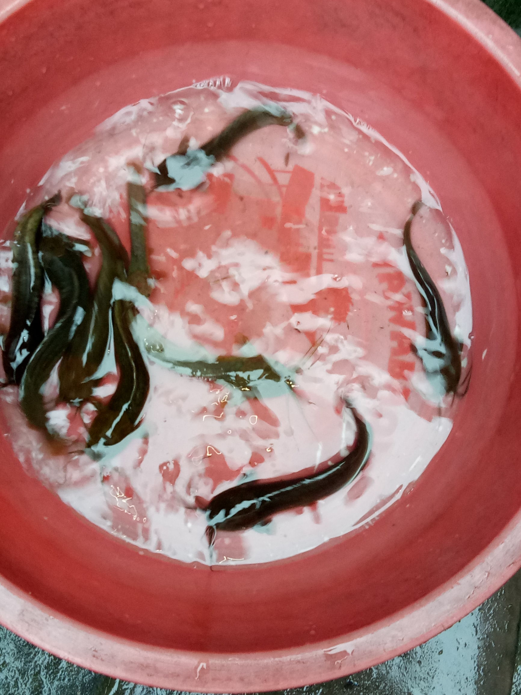 手竿鱼钩防挂底技巧,初学者钓鱼鱼竿线鱼钩怎么搭配