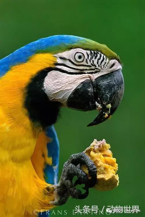 蓝黄金刚鹦鹉与人比较,绿松石金刚鹦鹉物种有哪些