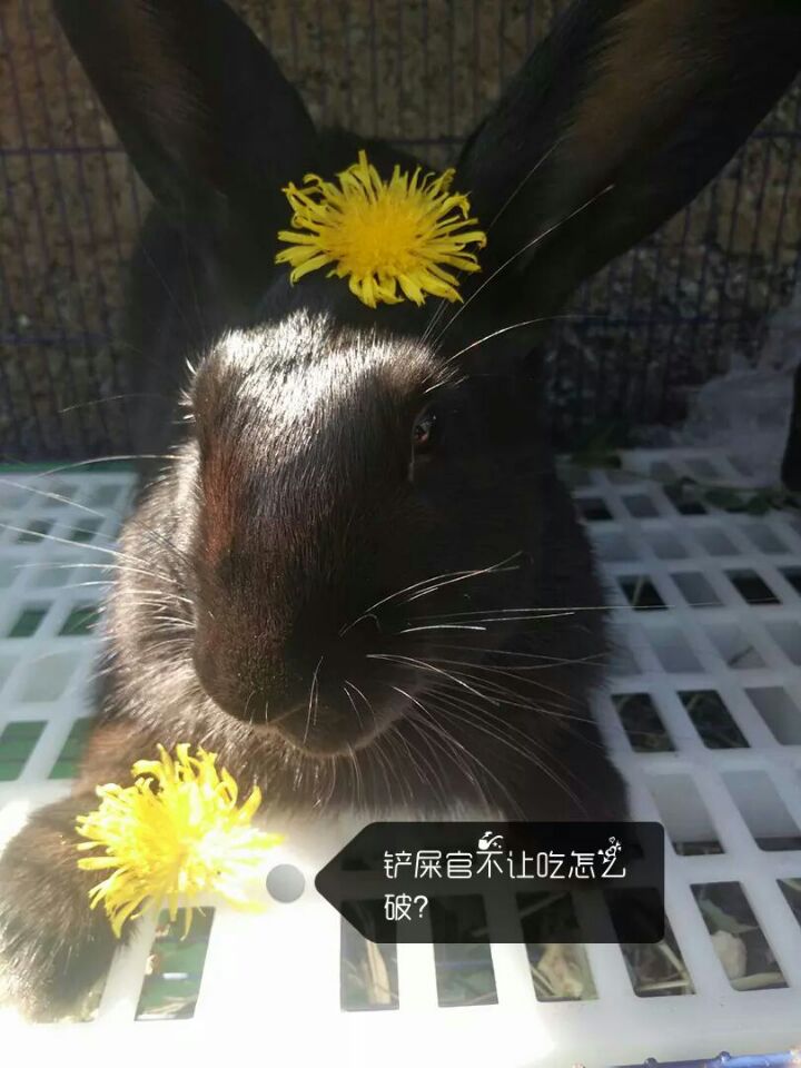 新手养兔子视频教程全集,新手养宠物兔子视频