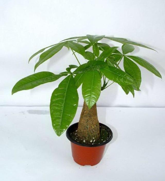 寓意好又能净化空气的绿植，给家里带来好运财运！