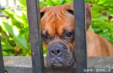 宠物犬打了疫苗咬人有事吗,宠物犬咬人如何处理