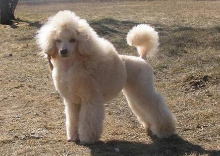 狗狗为什么断尾有什么好处,人类给柯基断尾残忍吗