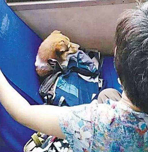 你是否有过携狗打车拒载的经历？