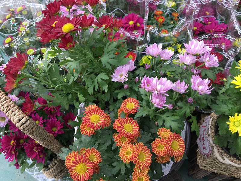 年宵花市探“鲜”记（一）之孤独的花大姐