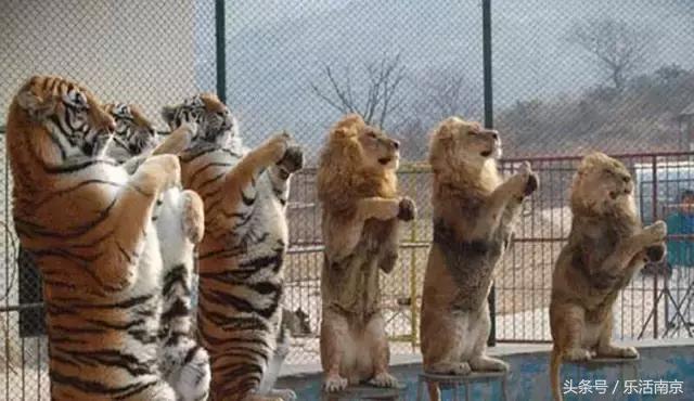 春节南京旅游景点免门票吗,南京春节期间免费景点要预约吗