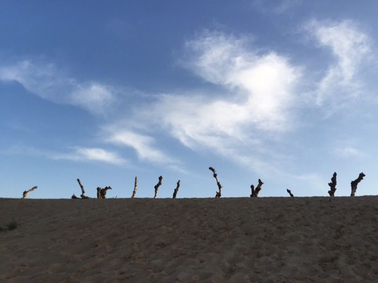 我爱远方风景,我爱远方和自由