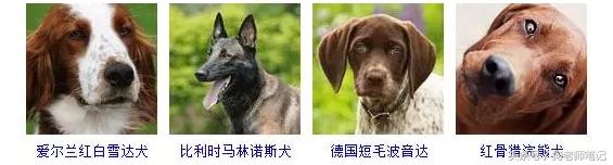 狗狗品种大全按体型智商怎么分,聪明狗狗品种大全及图片及名字