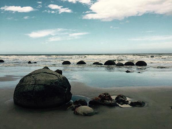 新西兰特色动物有哪些,新西兰奇异动物有哪些