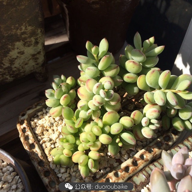 院子阳光房多肉,阳光房庭院多肉