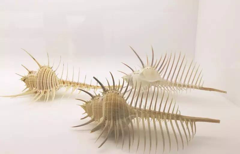 聂鲁达说,没有玩具我就没法活!那么,来看看大诗人怎么活的吧