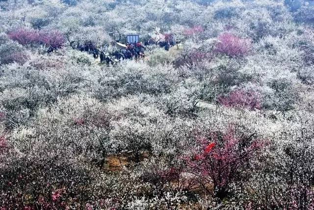 苏州春季梅花免费观赏胜地,苏州梅园赏梅花时间