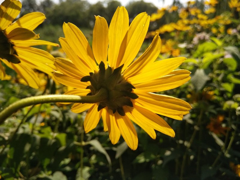 2016年度相机行业观察[Soomal]