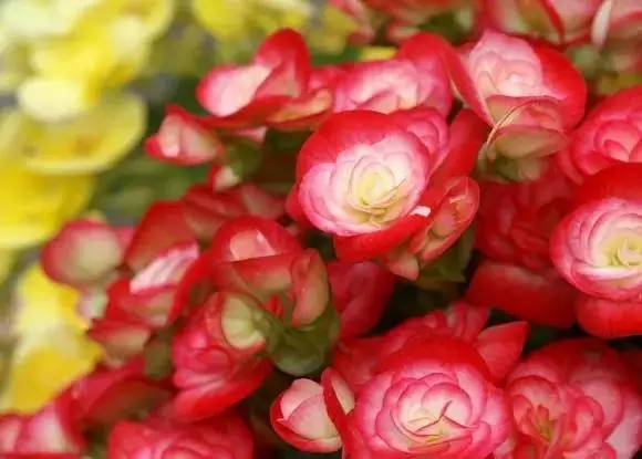 深圳春节花市主会场,逛深圳迎春花市