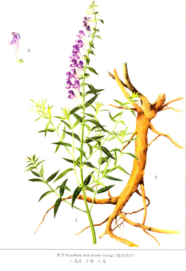 医学美文｜刘完素外感疾病学术思想研究概况