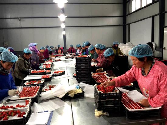 中国草莓第一县东港,东港何应奇草莓基地