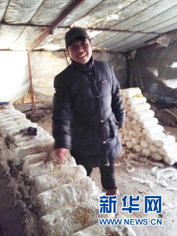 闲置大棚种蘑菇,蘑菇种植带动致富