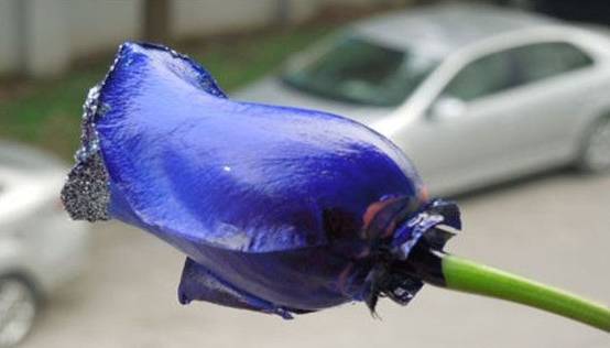 情人节假花蓝色妖姬,情人节卖荧光玫瑰