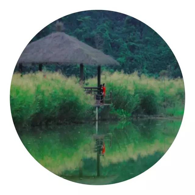 樱花诗词大会,樱花节诗词大会互动