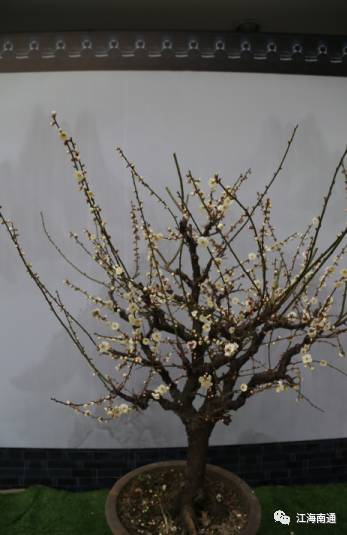 这个元宵不寂寞!南通首届梅花节本周开展,看点多多!