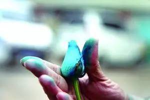 情人节蓝色妖姬好卖吗,情人节蓝色妖姬假花