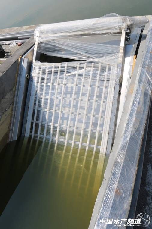 农村鱼塘养鱼新模式,一亩鱼塘规模化养鱼