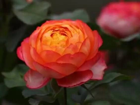 情人节假花蓝色妖姬,情人节卖荧光玫瑰