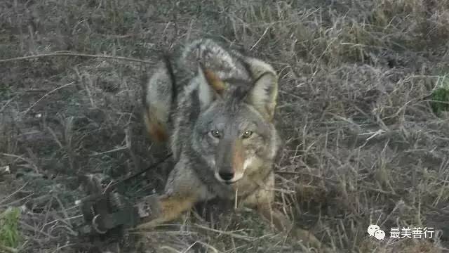 明星加拿大鹅,明星加拿大鹅穿搭