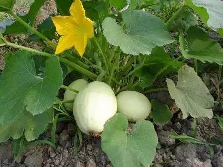 致富新项目零元投资,致富新项目手工活商机