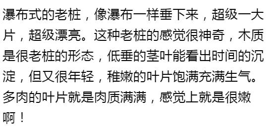 秀肉肉｜多肉老桩的5大形态，每一个我都爱！