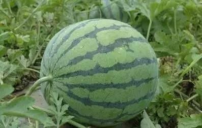 嘉兴女子怀孕17周腹中现西瓜大巨型囊肿重达5斤