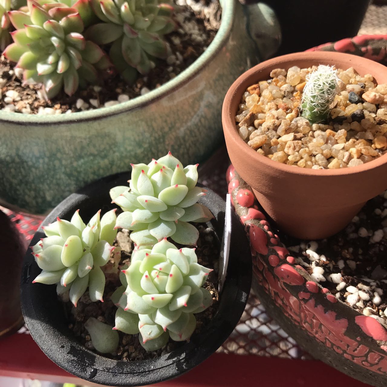 放假了多肉在学校怎么活,放假多肉