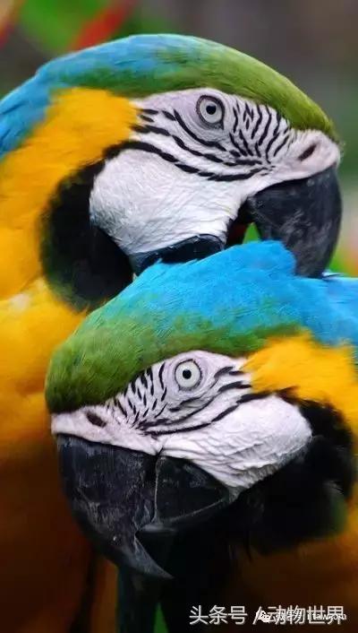 蓝黄金刚鹦鹉与人比较,绿松石金刚鹦鹉物种有哪些