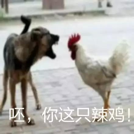 各大牌鸡年限定款,外国人对“鸡”有什么误会?