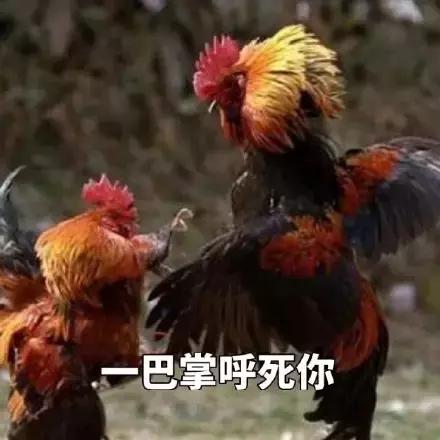 各大牌鸡年限定款,外国人对“鸡”有什么误会?