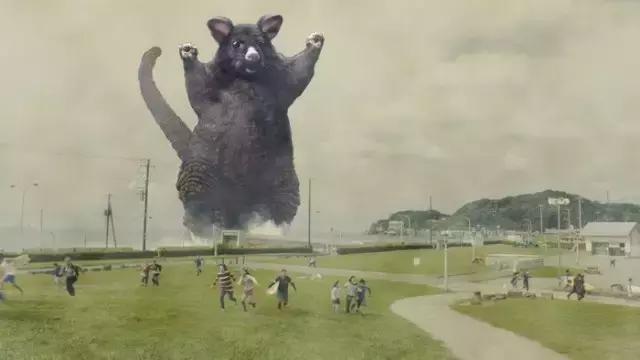 新西兰负鼠是什么,新西兰负鼠