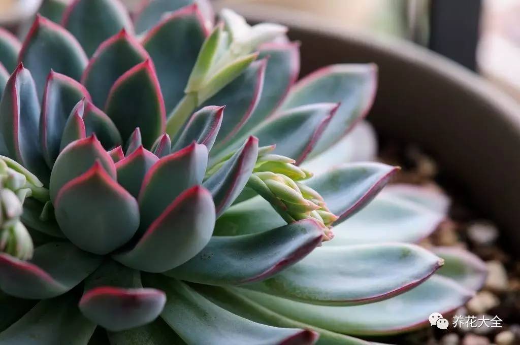 养花小技巧牡丹吊兰图解,绿萝吊兰怎么养成瀑布