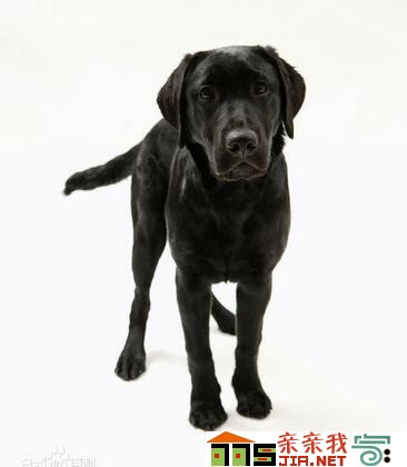 纯黑狗狗品种大全,狗狗品种大全智商排名