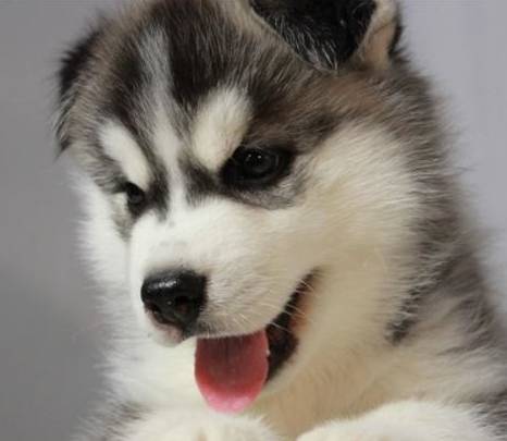 买到星期狗如何协商,同城闲鱼买到星期狗