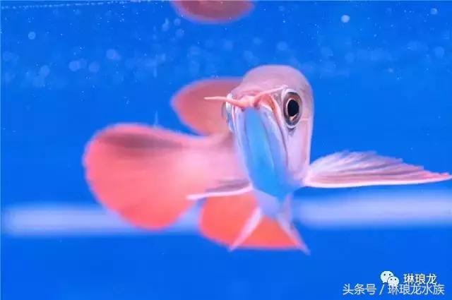 龙鱼眼睛蒙眼病三招搞定,龙鱼眼睛凹陷什么原因