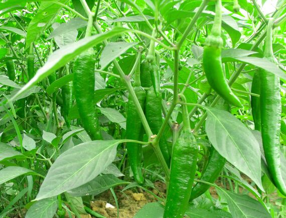 辣椒叶斑病是细菌还是真菌,辣椒青枯病是真菌还是细菌