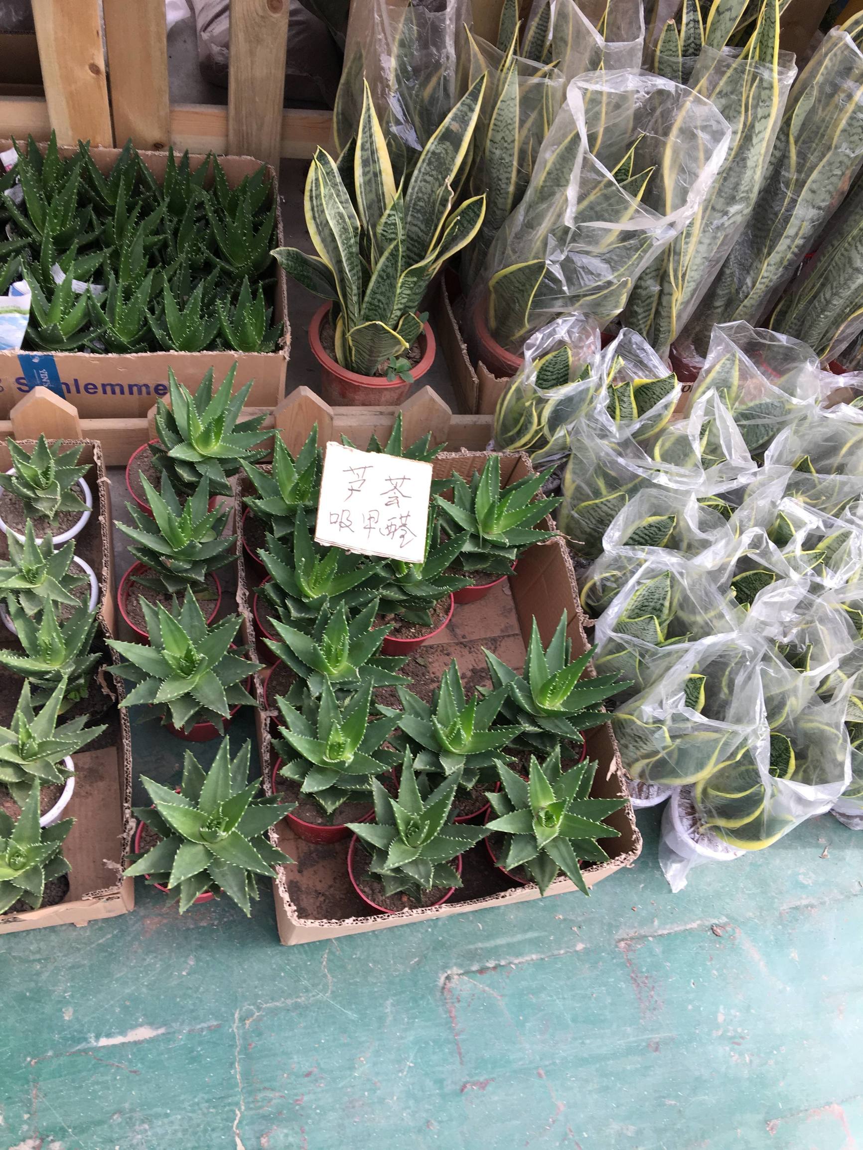 年宵花市探“鲜”记（一）之孤独的花大姐