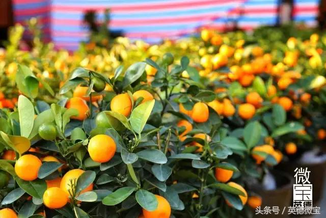 英德美丽的花街,英德花街