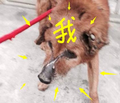 春节到了，没有住在原来的地方，我感觉我好像是个假的客家人