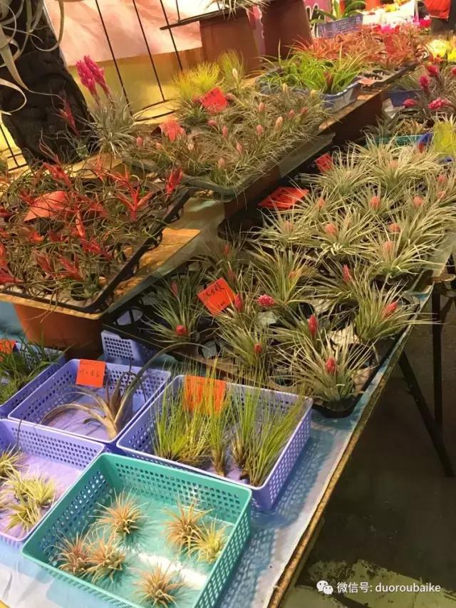 台湾寻肉之旅：小玲带你逛春节的台北花市！