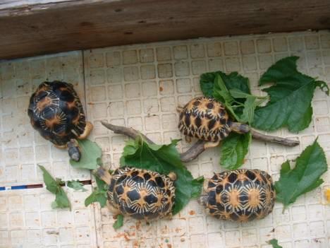 草龟最爱吃的十种蔬菜,乌龟可以吃的蔬菜植物