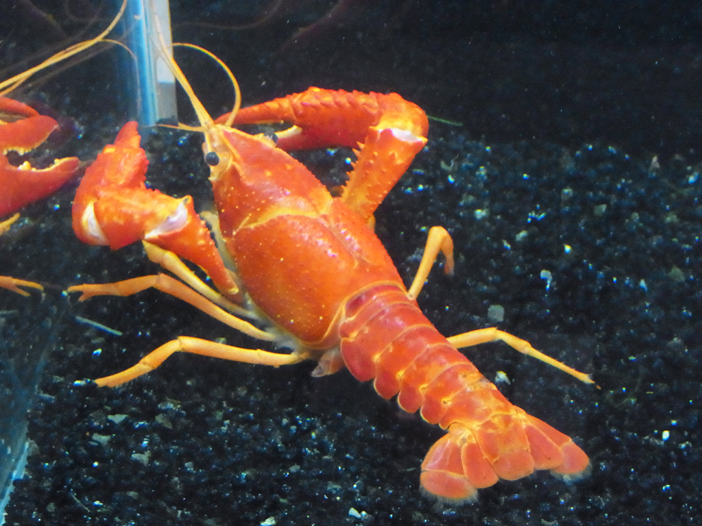 家庭观赏虾品种,家养观赏虾