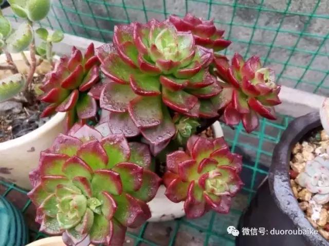 效果感人的多肉对比：终于等到你，还好我没放弃！