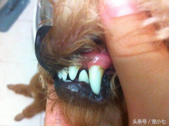 泰迪狗狗牙垢严重的原因,除牙垢泰迪牙膏