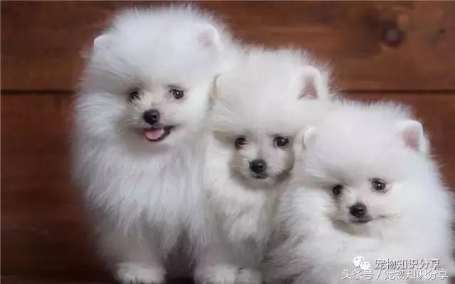 狗狗没精神软便怎么办,狗狗发抖没精神是什么原因