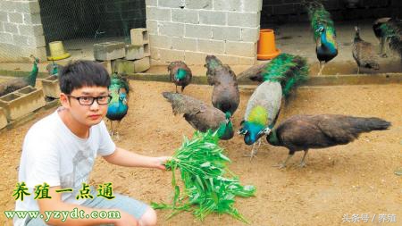 养孔雀养单好还是双好,养孔雀跟养牛